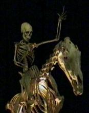 Skeleton rider, Australian museum of natural history